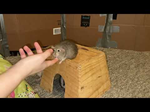 Best of Tater Tot the Rat's Tricks!
