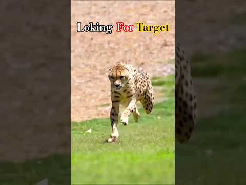 Nature’s Fastest Hunters in Action #cheetah #vs #deer #wildlife #animals #fight