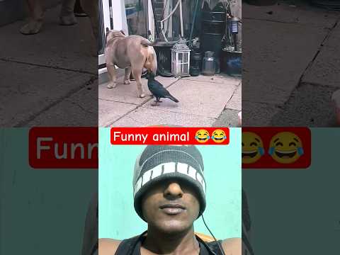 funny animal 😝#nivetadhingramusic