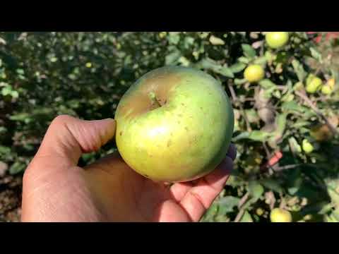 Shizuka Apple Tasting