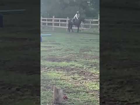 I love this ponyyyy #equestrianriding #horse #smalljump #miniaturehorse #flipy #equestrian #minipony