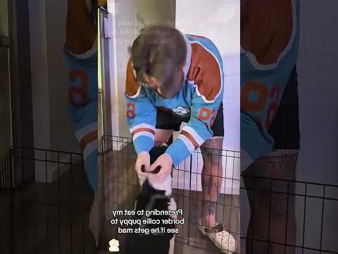 funnydogs#cute#doglover#doglife#cure#dogshorts#pet#doglife#dogshorts