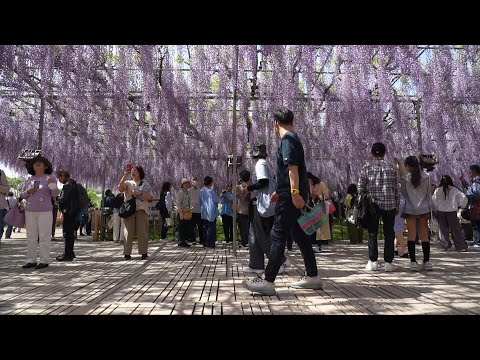 Crowds flock to see wisteria trees in full bloom in Japan | AFP