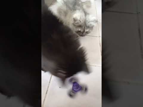 #cat #black_cat #music #funny #cute #trending