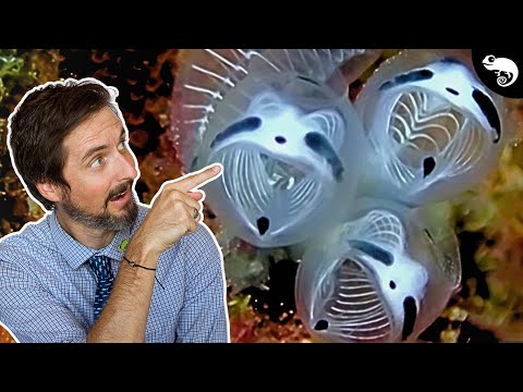 10 Animals I Didn't Know Existed! Click this link https_//sponsr.is/bootdev_clint and use my code CLINT to get 25% off your first paym
