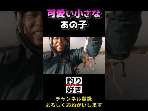イカじゃない！？エギに食いついたのはコイツ！ #釣り #エギング #イイダコ #防波堤釣り #石川県