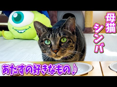 母猫の好きなもの見付けました でも娘猫は まとめちゅーぶ