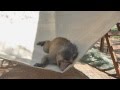 Oliver and the Hammock