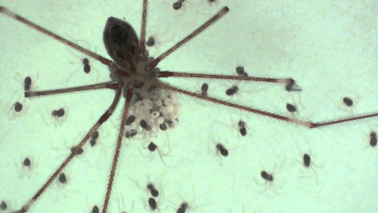 Daddy Long Legs Mom With Egg Sac And Babies YouTube daddy-long-legs-mom-with-egg-sac-and-babies-youtube