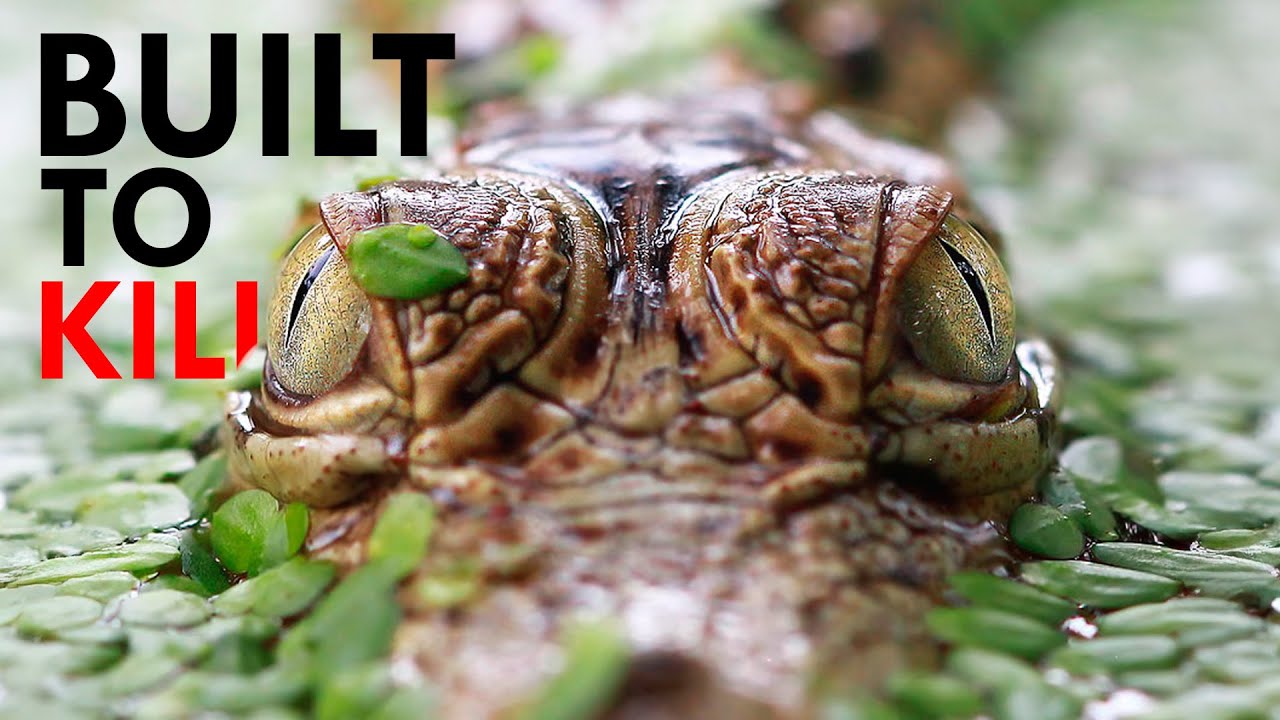 The Deadliest Reptiles to Walk the Earth