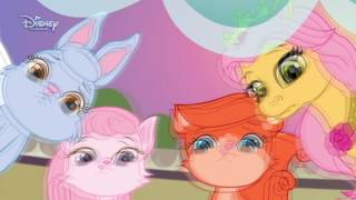 Pelkov - Vypanie balnu