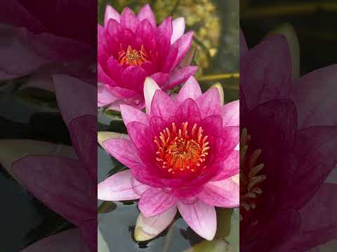 ‘Laydekeri Rosea Prolifica’ Hardy Waterlily 1s 