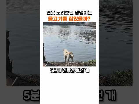 "저래서 뭘 잡겠다고…" <strong>개가</strong> 연못을 노려본 결과