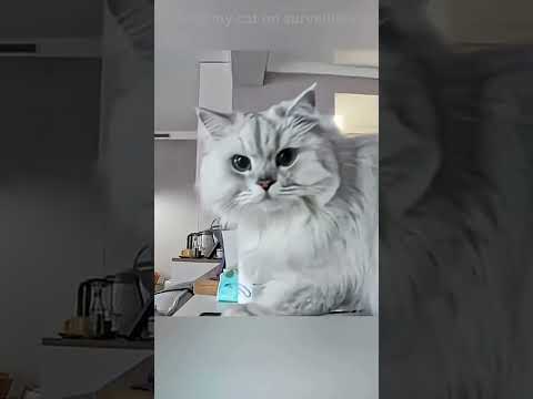 Calling my cat on surveillance! #catshorts #cats #funny #funnycats #pets #furbaby