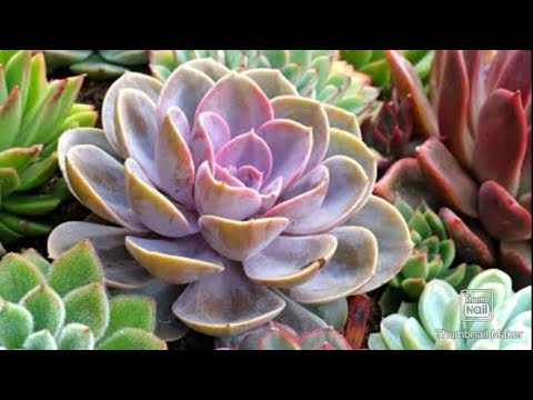 ЯК СУКУЛЕНТИ ПЕРЕЗИМУВАЛИ!#сукуленти
