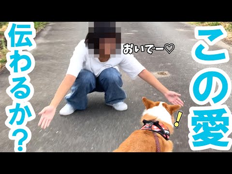 お姉ちゃんの愛を華麗にスルーしてしまうコーギー犬