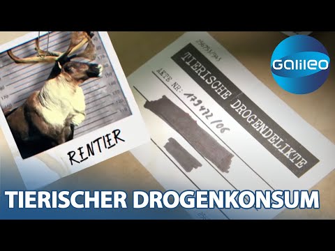 Tierische Junkies: Auf welcher Droge sind Rentiere & Co.? | Galileo |ProSieben