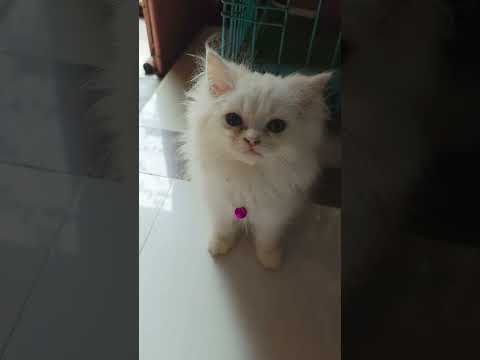 #petvlog #rajaranivlog #cat #kitten #viralvideo #kitten  #playtime #cutecat #trendingshorts #viral