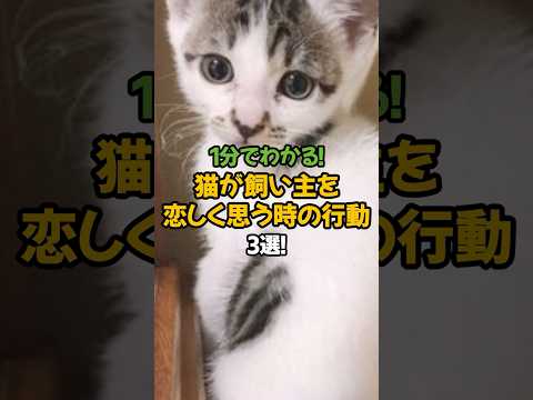 【感動】猫が飼い主を恋しく思う時の行動3選!🐾1分で解説! #shorts #猫 #雑学