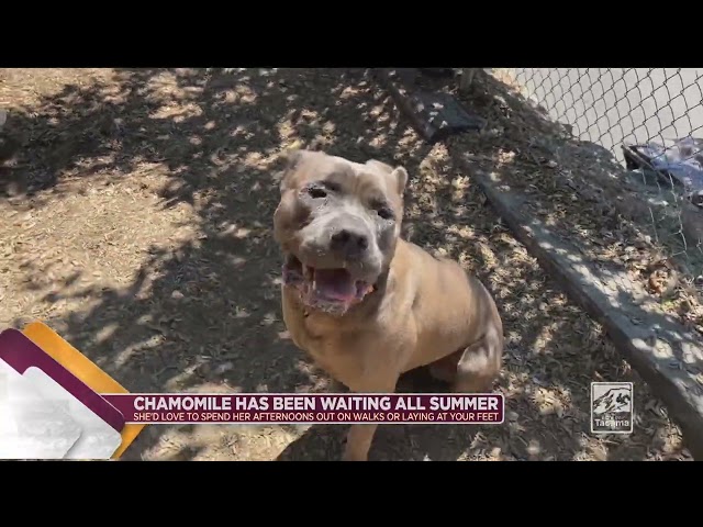 Introducing Chamomile - the SWEETEST 2-year-old mastiff girl you’d ever want to meet! Chamomile has been patiently waiting for her new home at the shelter since the beginning of the month and is hoping to get out and enjoy the summer with her new family before the warm weather slips away!
The humane Society staff reports that Chamomile would do great in any living situation where she could simply enjoy spending time with her person!  Chamomile would be over the top affectionate with her new family and her cute, wrinkled forehead makes a perfect spot for kisses! Long walks and lazy summer afternoons makes for a perfect soulmate - and Chamomile is your gal! 
For more information on Chamomile, to schedule a visit or to simply cut to the chase to fill out that online adoption application, visit thehumanesociety.org/adoptable-pet/Chamomile. 

She’s patiently waiting down at the shelter, hoping to spend those lazy dog days of summer with YOU!
