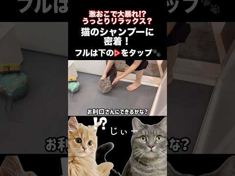 猫の動画サムネイル - 猫のシャンプーに完全密着！#shorts #猫 #猫好きさんと繋がりたい