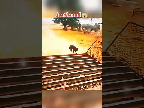 wait for end 😱 #trending#animals#wildlife#lion#shorts#youtube