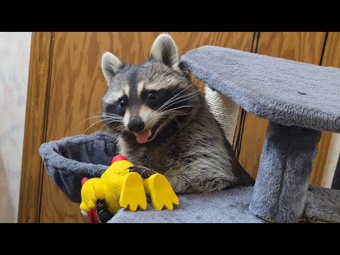 Wrestling & Playing With Tigger The Raccoon ❤️🦝