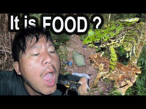 Finding rare fire Salamander in Lao with Lao jungle secret