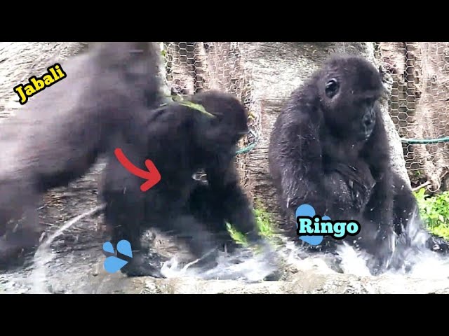 Jabali Pushes Ringo: “Stop Splashing All the Water Away!呷百二推開林戈：「不要把水都拍光啦！」💦😆