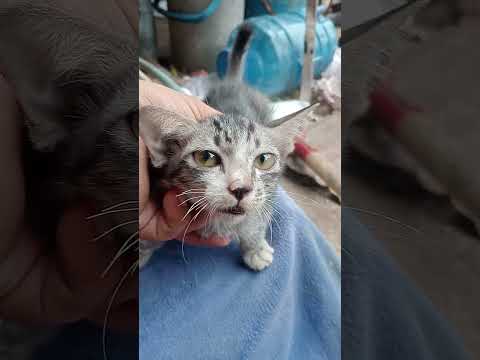 kitten cute #shortvideo #kitten #cat