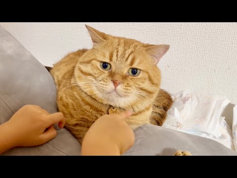 5歳児に撫でられて『なんとも言えない顔』してる猫がかわいすぎました
