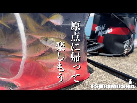大人も子供も本気で楽しめる！カッツケ(のべ竿)の小アジ釣り！！