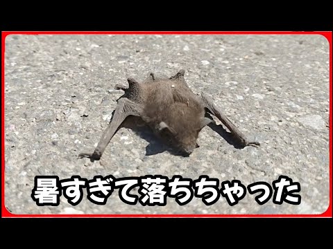 【コウモリ落下】暑すぎて生き物たちが可哀想　20250801、カラス＆四つ足クインテット