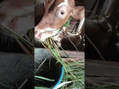 musim panen pari Yo gaes ngarite Dami wae #fypシ゚viral #suksesternaksapi