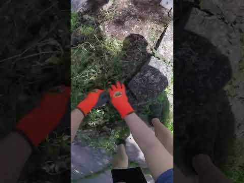 Found a praying mantis while doing some at home work #diy #flowerbed #yardwork #pov #mylife #mantis