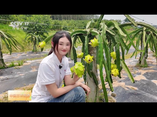[中国三农报道]广东鹤山 新品种火龙果表皮黄色 单果重一斤 | 农业致富经 Agriculture And Farming