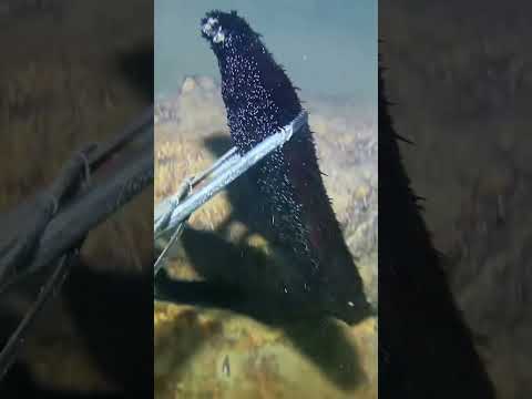 You thought this was going to be easy? 🐠 #wildlife #viral #fishing #ocean #lobster #viralvideo #lol