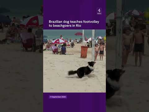 Brazilian dog teaches footvolley