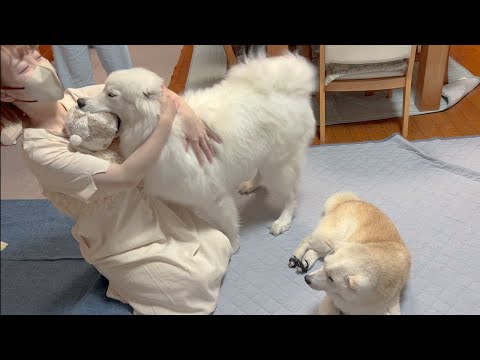 金沢旅行帰りの感動再会！サモエドと柴犬が喜びを爆発させる瞬間 サムネイル