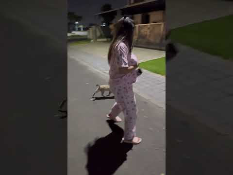 Kucing Bapao Mau Ikut Ke Daerah Kucing Sungsang #cat #nizamkucinglucu #cute #貓咪日常 #imut #貓 #funny