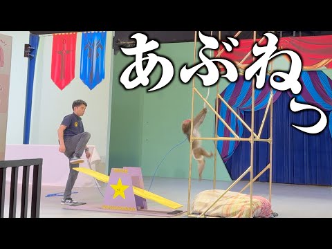 カイくんの引退式に向けたシーソージャンプリハビリ