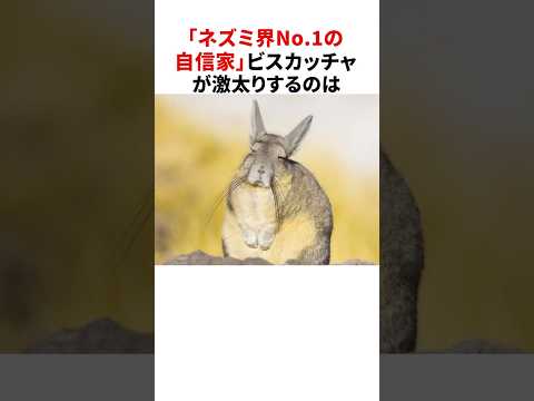 「ネズミ界No.1の自信家」ビスカッチャの残念な雑学 #shorts