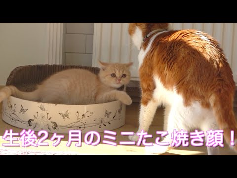 子猫にいっぱい喋りながら戯れる先住猫が笑える 大きさの違う2匹のじゃれあいの様子が可愛いｗ 39 まとめちゅーぶ