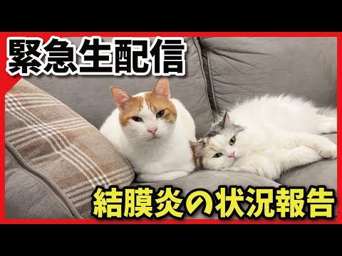 【緊急生配信】師匠の結膜炎について状況ご報告【関西弁でしゃべる猫】【猫アテレコ】