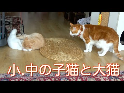 子猫たちの遊びをレフリーする先住猫 成猫を真似してカリカリを食べる子猫の姿が可愛い ｗ 14 まとめちゅーぶ