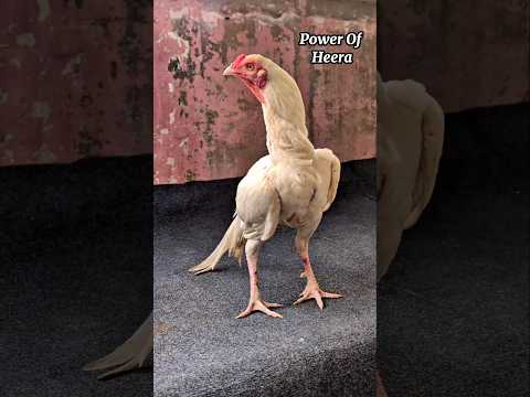 Power Of Heera | #shorts