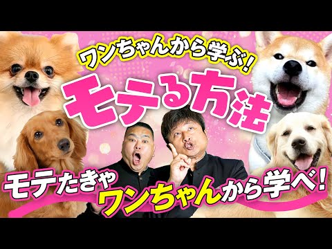 【必見】モテたいならワンちゃんから学べ！モテる方法はこれだ！【ダイノジ中学校】