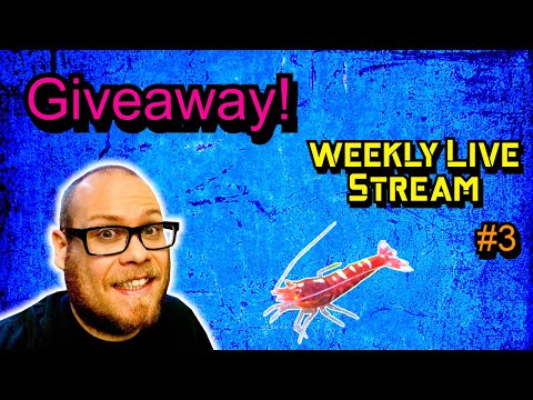 Giveaway! Weekly Live Stream - Shrimp Room Q&A Liv Giveaway! Come hang out talk shrimp and get free stuff!