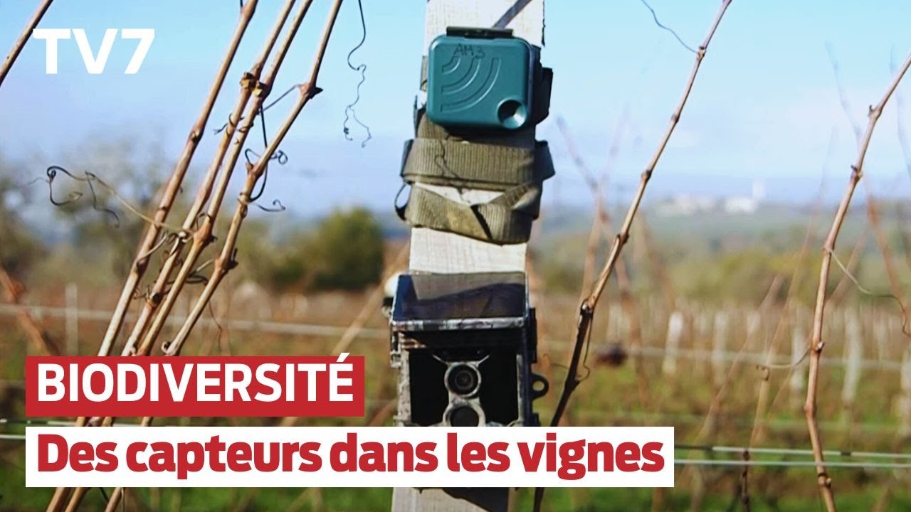 Gironde : des capteurs bordelais mesurent la biodiversité des vignobles - TV7