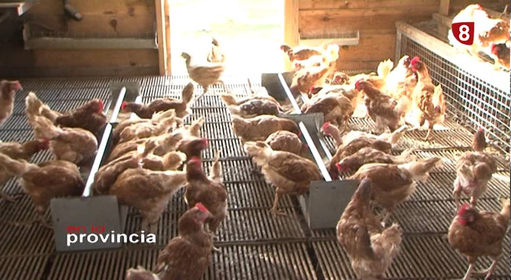 Cómo hacer ponederos para gallinas